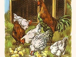 Cock-a-Doodle Do