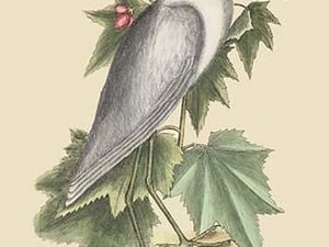 Little White Heron by Mark Catesby #2 - Art Print