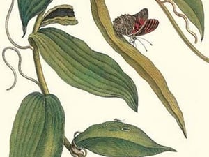 Flat-Leaved Vanilla Plant with a Gulf Fritillary by Maria Sibylla Merian - Art Print