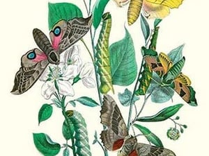 Moths: S. Tilioe