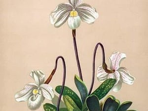 Thai Lady Slipper Orchid; Cypripedioidea by H.G. Moon - Art Print