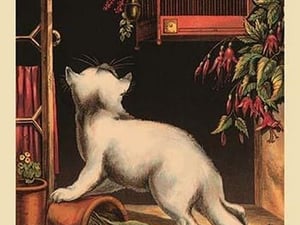 The Disappointed Kitten - Art Print