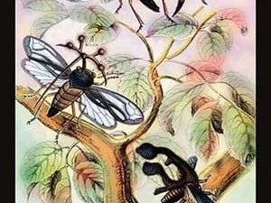 Insects: Centrotus Globularis
