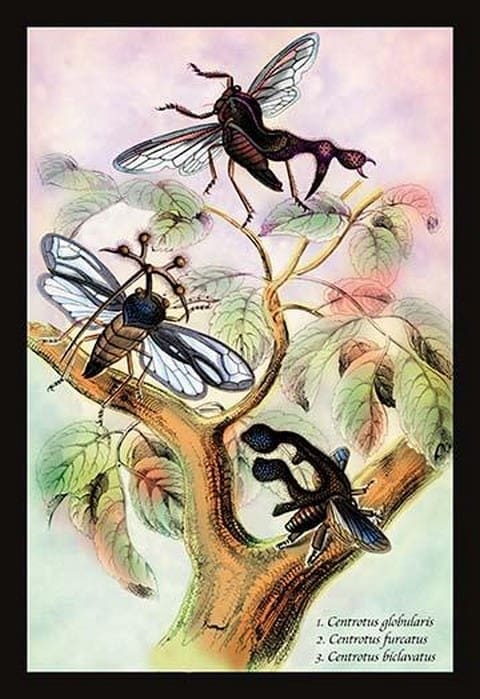 Insects: Centrotus Globularis