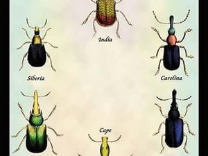 Beetles From Around the World by Sir William Jardine - Art Print