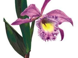 Laelio-Cattleya Empress of Russia by H.G. Moon - Art Print