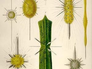 Types of Amphilonche by Ernst Haeckel - Art Print