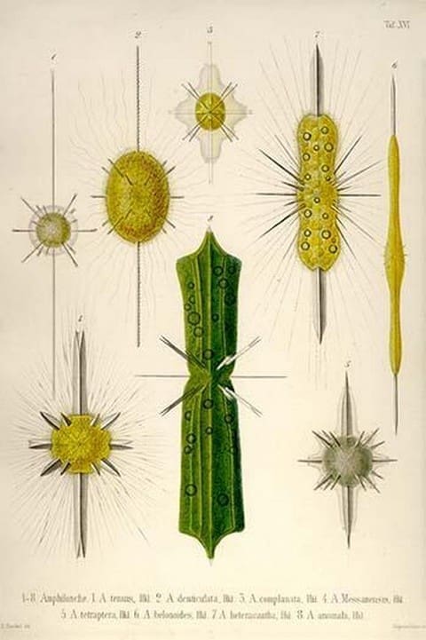 Types of Amphilonche by Ernst Haeckel - Art Print