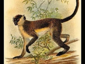 Green Guenon by G.R. Waterhouse - Art Print