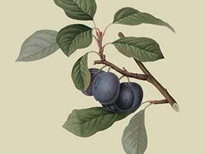 Precoce de Tour - Plum by William Hooker #2 - Art Print
