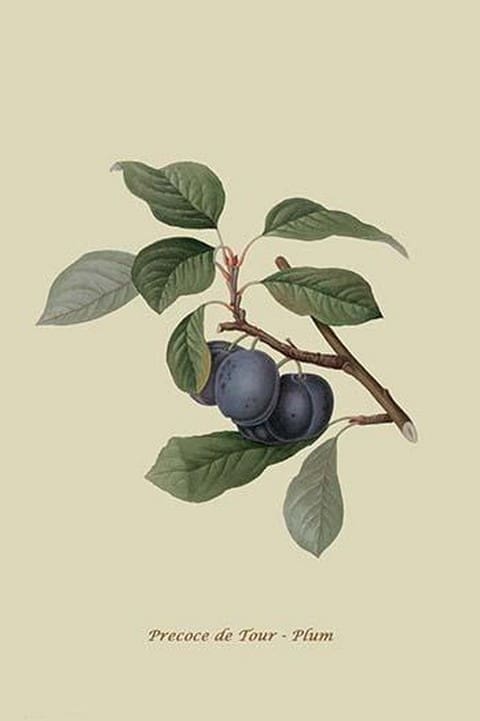 Precoce de Tour - Plum by William Hooker #2 - Art Print