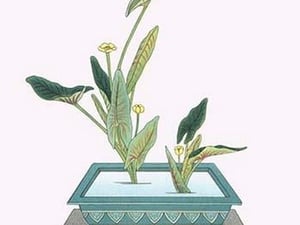 Kohone (Water Lily) in a Sunabachi by Josiah Conder #2 - Art Print