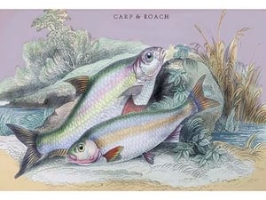 Carp Bream and Roach by Robert Hamilton - Art Print