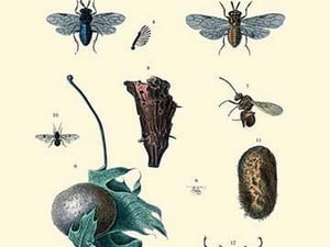 Insect Study #8 - Art Print
