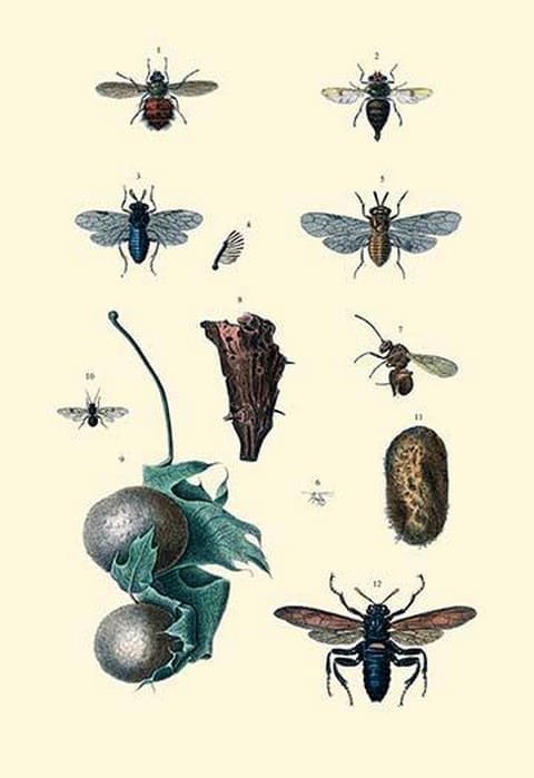 Insect Study #8 - Art Print