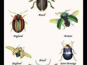 Beetles of Brazil