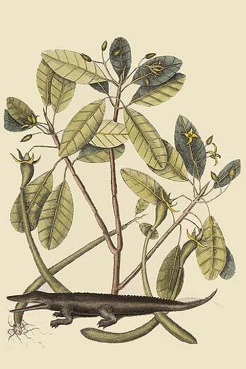 Alligator by Mark Catesby - Art Print