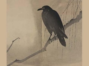 Crow on a willow branch - Art Print