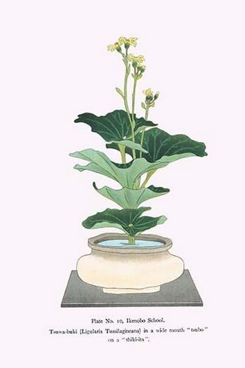 Tsuwa-buki (Ligularia Tussilagineana) in a wide mouth Tsubo by Josiah Conder - Art Print