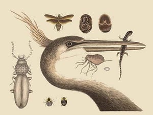 Large Crested Heron by Mark Catesby - Art Print