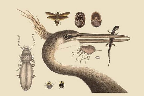 Large Crested Heron by Mark Catesby - Art Print