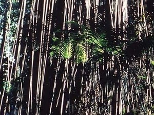 Jungle Vines by Cmdr. John Bortniak - Art Print