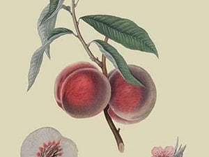 Gros Mignonne Peach by William Hooker #2 - Art Print