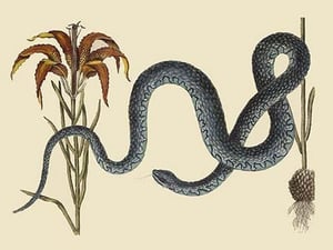 Wampum Snake by Mark Catesby - Art Print