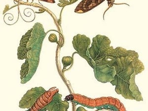 Fig Tree with Fig Sphinx by Maria Sibylla Merian - Art Print