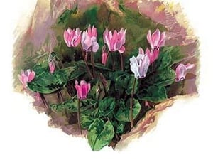 Cyclamen Libanoticum by H.G. Moon - Art Print