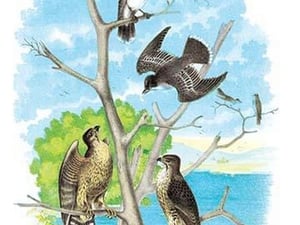 The Kingbird (Tyrant Fly-Catcher) by Theodore Jasper - Art Print