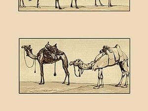 A Variety of Howdahs from Syria by Auguste Racinet - Art Print