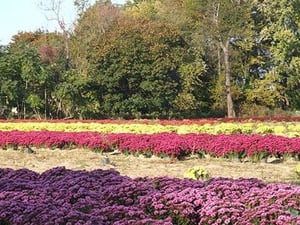 Rows of Mums by Sara Pierce - Art Print