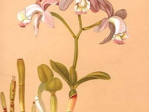 Cattleya Loddigesi II by H.G. Moon #2 - Art Print