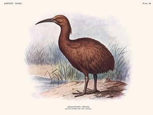 Aphanapteryx Bonasia by Lionel Walter Rothschild - Art Print