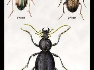 Beetles of Senegal