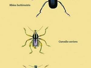 Beetles: Rhina Barbirostris