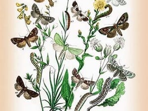 Moths: Dichonia Aprilina