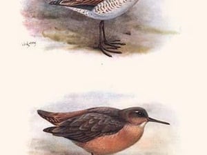 Aechmorhynchus Cannellatus