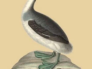 Grebe aux Belles Joues - Art Print