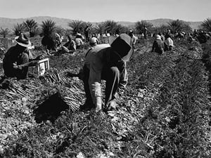Carrot pullers by Dorothea Lange - Art Print