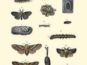 Insect Study #7 - Art Print