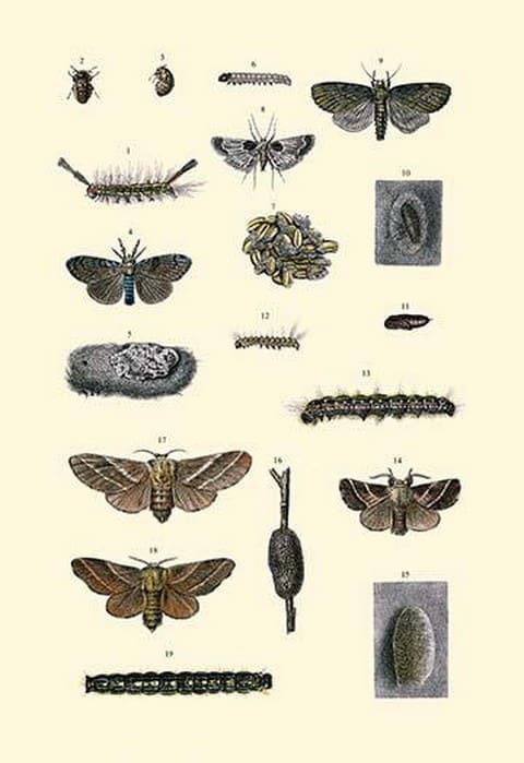 Insect Study #7 - Art Print
