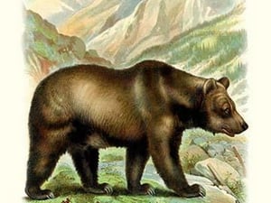 The Grizzly Bear - Art Print