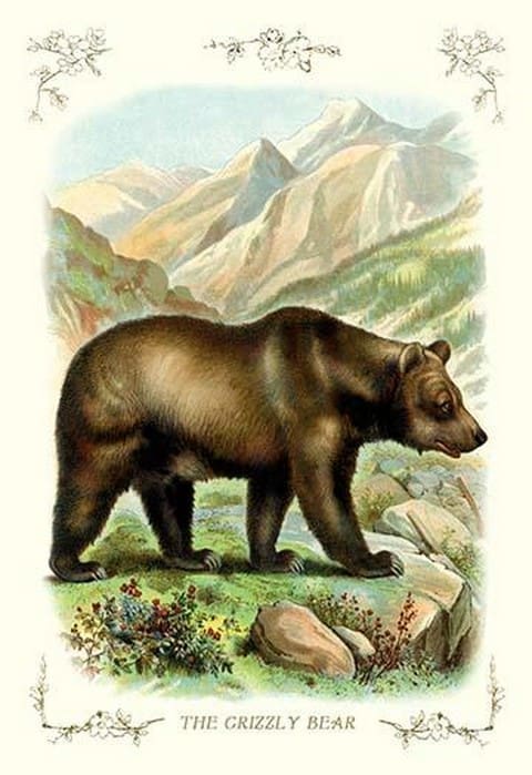 The Grizzly Bear - Art Print