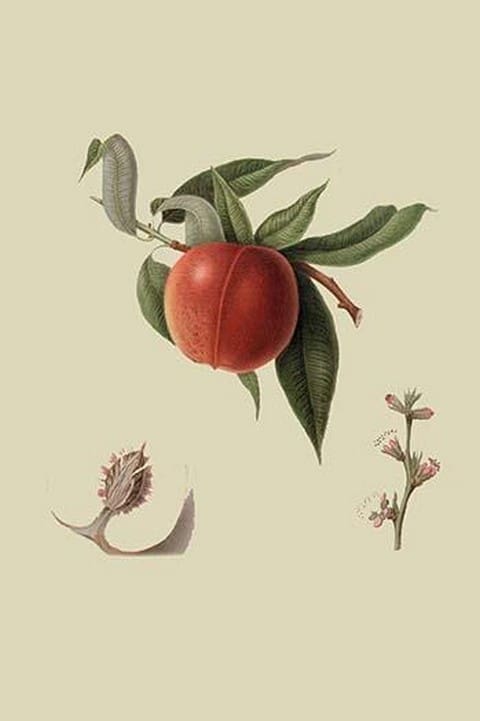 Red Nectarine by William Hooker - Art Print