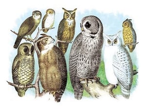 A Hoot of Owls by Theodore Jasper - Art Print