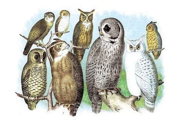 A Hoot of Owls by Theodore Jasper - Art Print