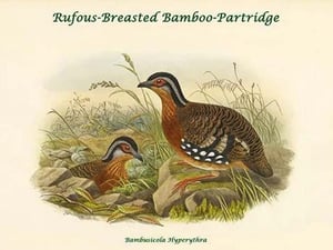 Bambusicola Hyperythra - Rufous-Breasted Bamboo-Partridge by John Gould - Art Print
