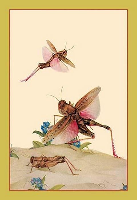 Italian Locusts by Edward Detmold - Art Print